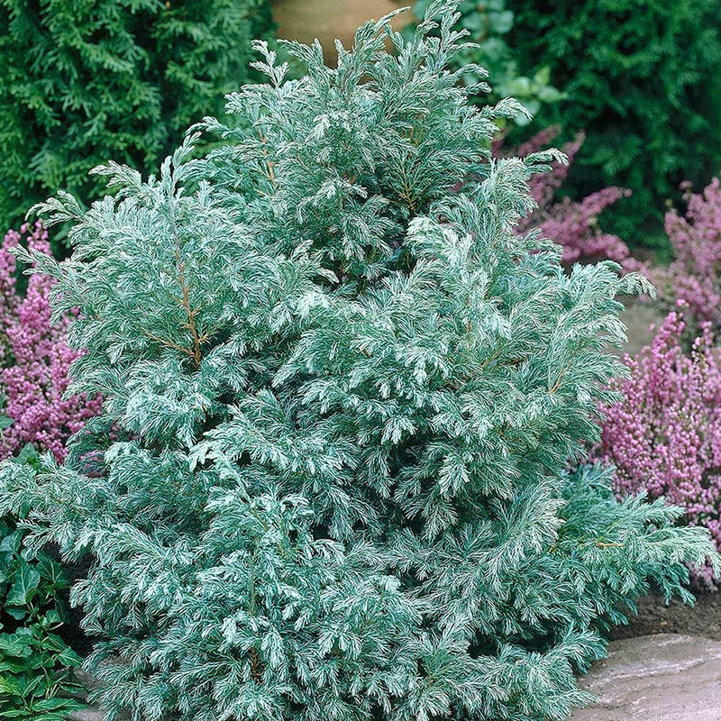 蓝湖柏盆栽多年生常绿针叶小灌木蓝色波尔瓦植物四季常青花境绿植