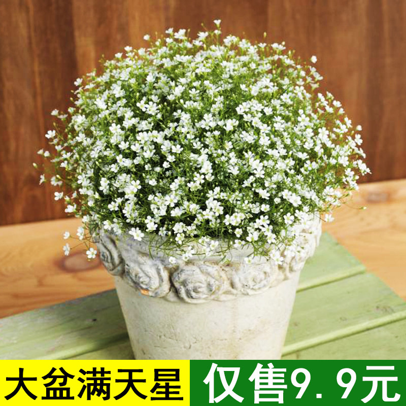满天星盆栽吉普赛满天星大苗花卉办公室桌面好养观花植物室内花