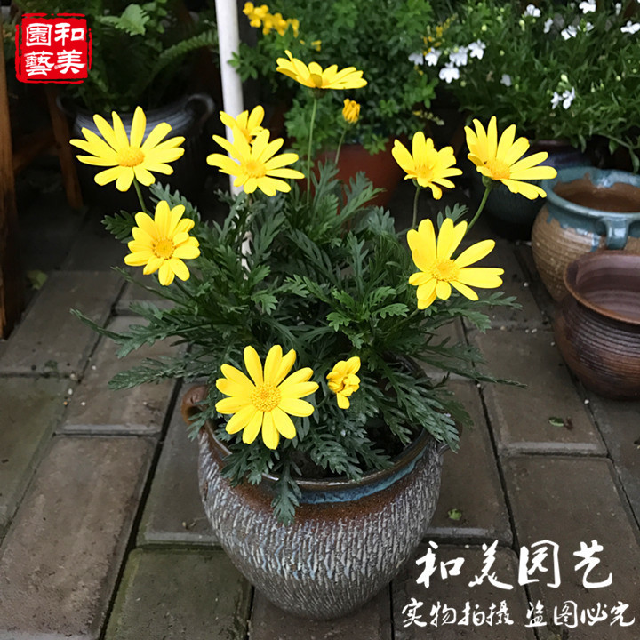 黄金玛格丽特盆栽带花 庭院多年生木本黄金菊 耐性好 花期长