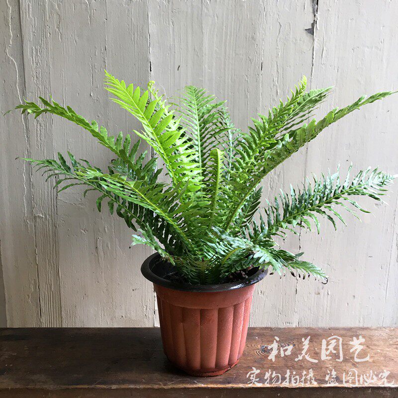 富贵蕨盆栽 彩虹乌毛蕨 易养蕨类植物 净化空气吸甲醛植物2盆