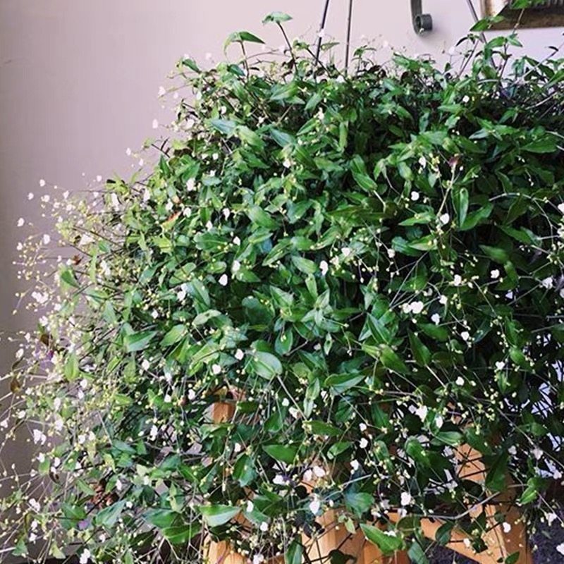 婚纱吊兰植物多年生吊兰盆栽垂吊型满天星花卉耐热阳台好养绿植