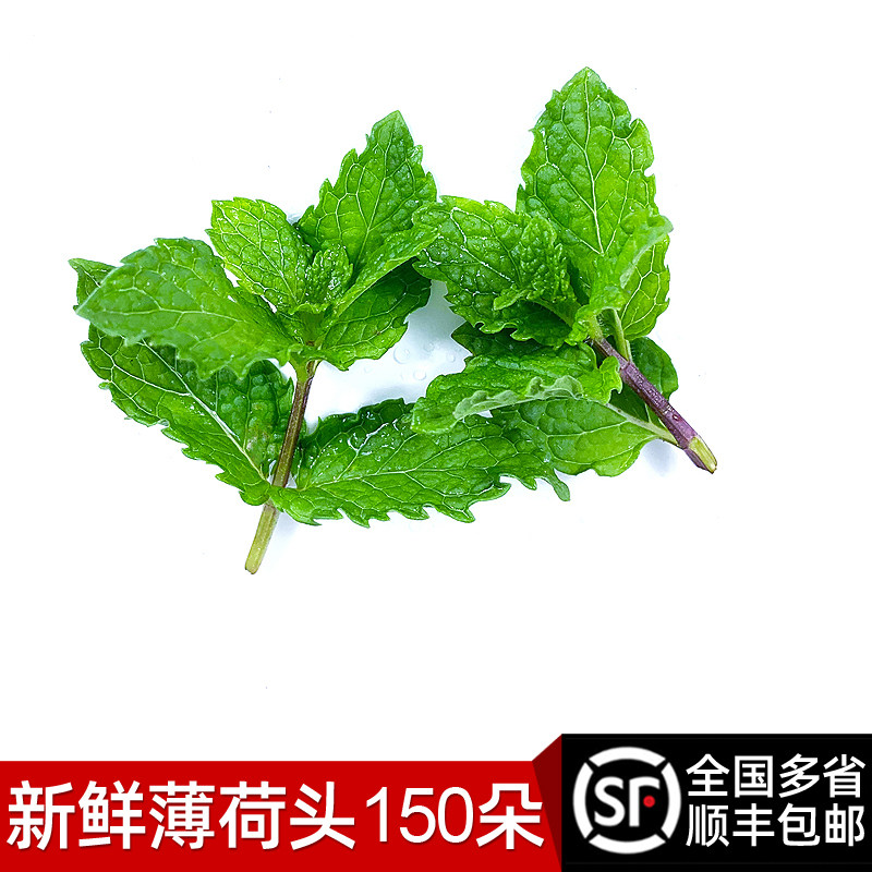 新鲜薄荷头150朵 薄荷尖可食用蛋糕烘焙调酒莫吉托摆盘装饰用包邮