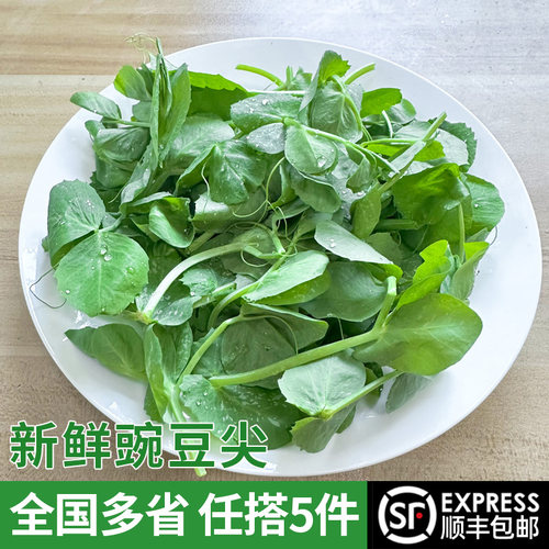 新鲜金山本地豌豆尖 嫩尖应季时令豌豆苗现摘现发 多省5件包邮