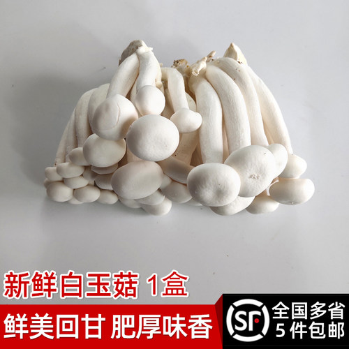 新鲜150g农家火锅食材多省白玉菇