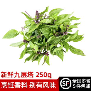新鲜九层塔250g 三杯鸡冬阴功厨房香料 金不换鱼香草