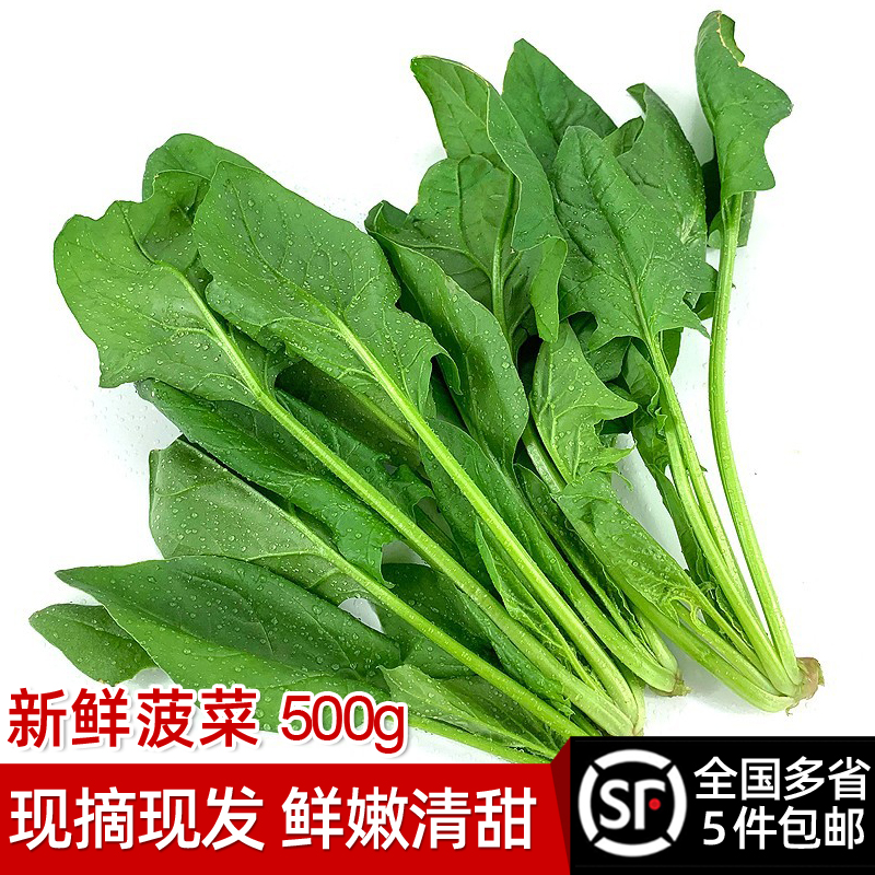 新鲜菠菜500g火锅食材时令蔬菜