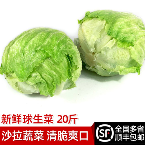 绿食者球生菜20斤新鲜圆生菜食材
