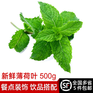 绿食者 清凉可食用烘焙泡酒莫吉托香料 新鲜薄荷叶500g