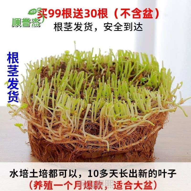 花卉碗花草}桌面招财莲养植绿植好花器养家水仙金钱草创意用养活