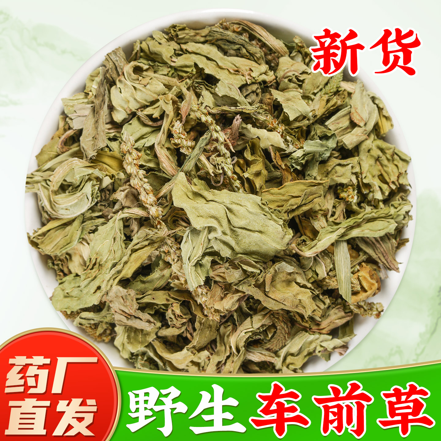 【野生车前草中药材】药厂直销图片