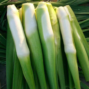 带壳茭白高笋茭瓜现摘现发营养蔬菜