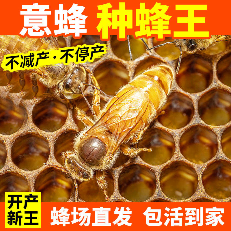 意蜂蜂王新开产王种王产卵蜜蜂黄环蜂王黑环蜂王喀尔巴阡包活到家