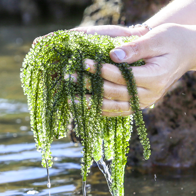 100克5包组合爱尚港海葡萄