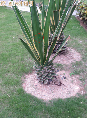 绿色镭射定位灯 4mm直径7.5mm长度515nm绿光超高亮度点状激光模组