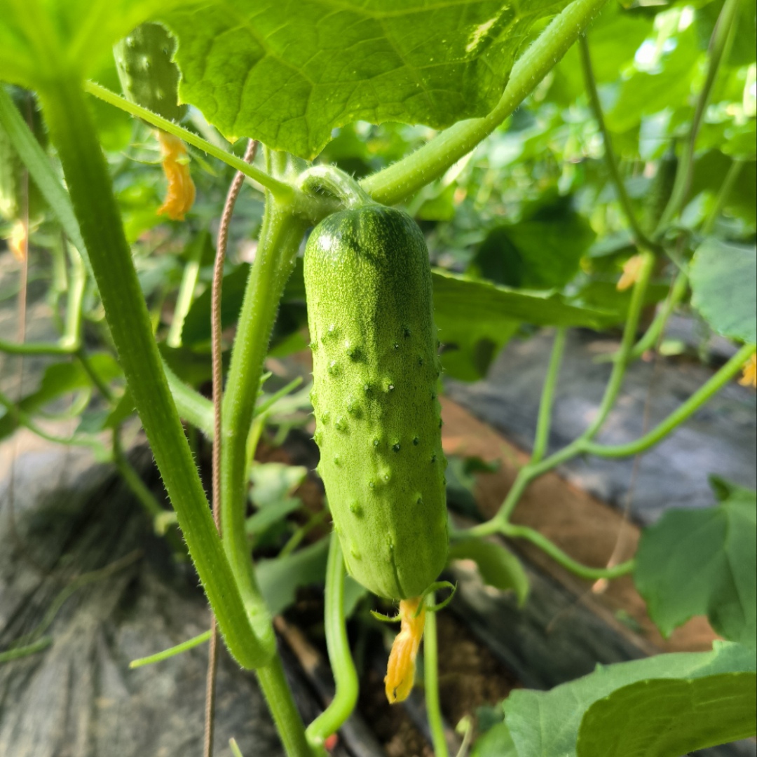 山东烟台蜜蜂传粉自然熟农家西红柿黄瓜新鲜蔬菜五斤可生吃包邮