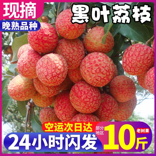 空运|百年老树！黑叶荔枝单果25g