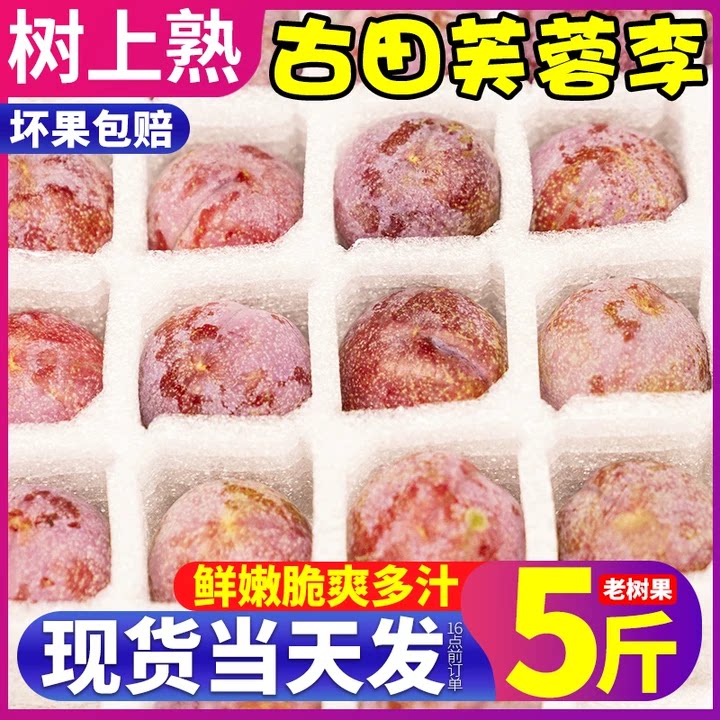 正当季!正宗古田芙蓉李新鲜现摘
