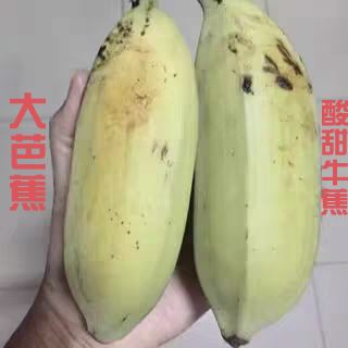 5斤大芭蕉广东广西牛蕉牛角非皇帝蕉香蕉新鲜水果青皮蕉软糯酸甜