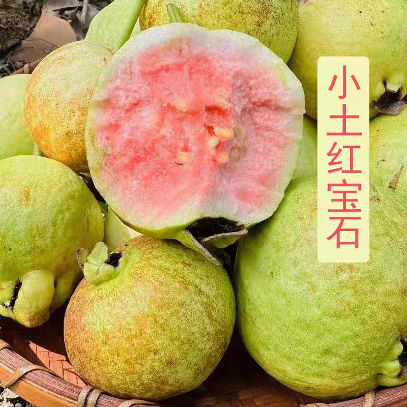 正宗红心芭乐陆丰华侨基地脆甜红宝石红心番石榴水果低糖芭乐