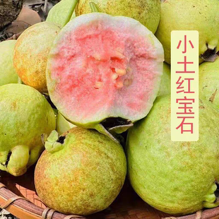 正宗红心芭乐陆丰华侨基地脆甜红宝石红心番石榴水果低糖芭乐