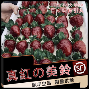 真红美玲草莓‖日本黑珍珠黑草莓新鲜水果现摘整箱2盒顺丰空运