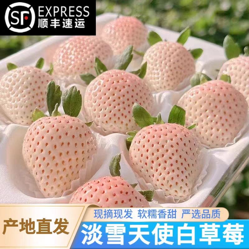 顺丰空运淡雪天使白草莓新鲜现摘草莓白雪公主礼盒香甜草莓送女友