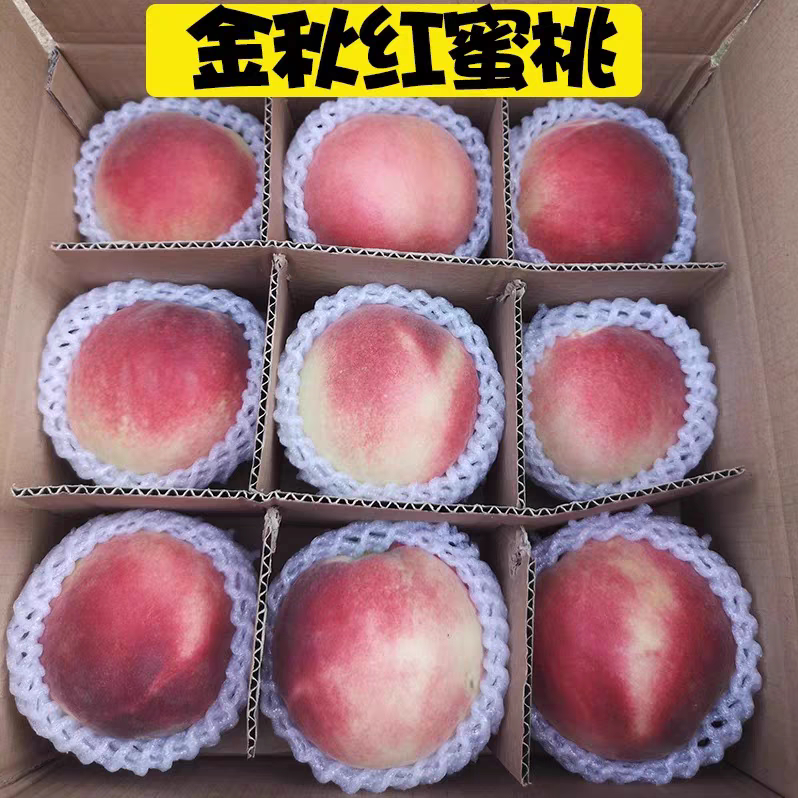 正宗金秋红蜜桃青岛寒露蜜新鲜水果当季现摘脆甜桃子孕妇水果晚桃