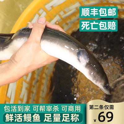 三都港活鳗鱼淡水整条新鲜