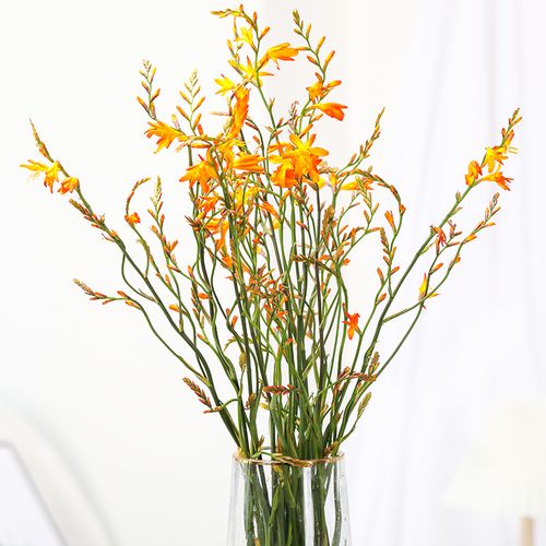 火焰兰鲜花水养插花花束花艺造型昆明直发