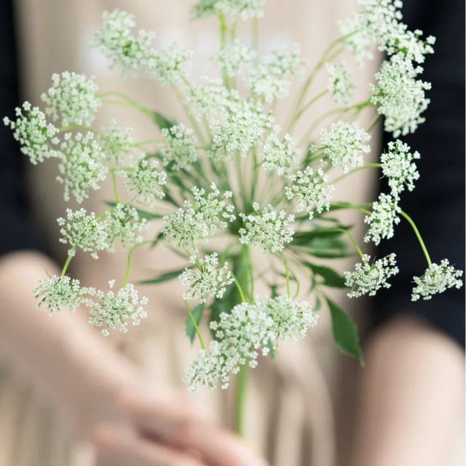 蕾丝鲜花蕾丝鲜切花水养插花公主风高颜值花艺造型插花花材