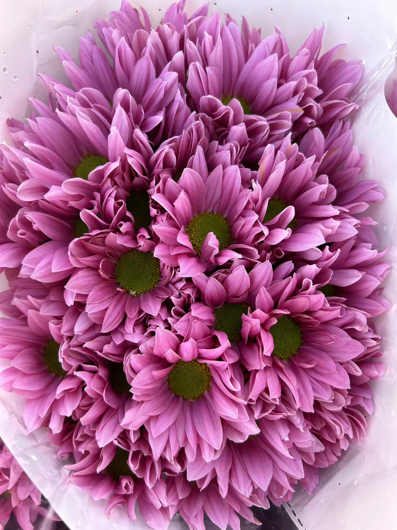粉色三文鱼小菊小雏菊鲜花水养插花懒人花束花期长家庭办公室插昆