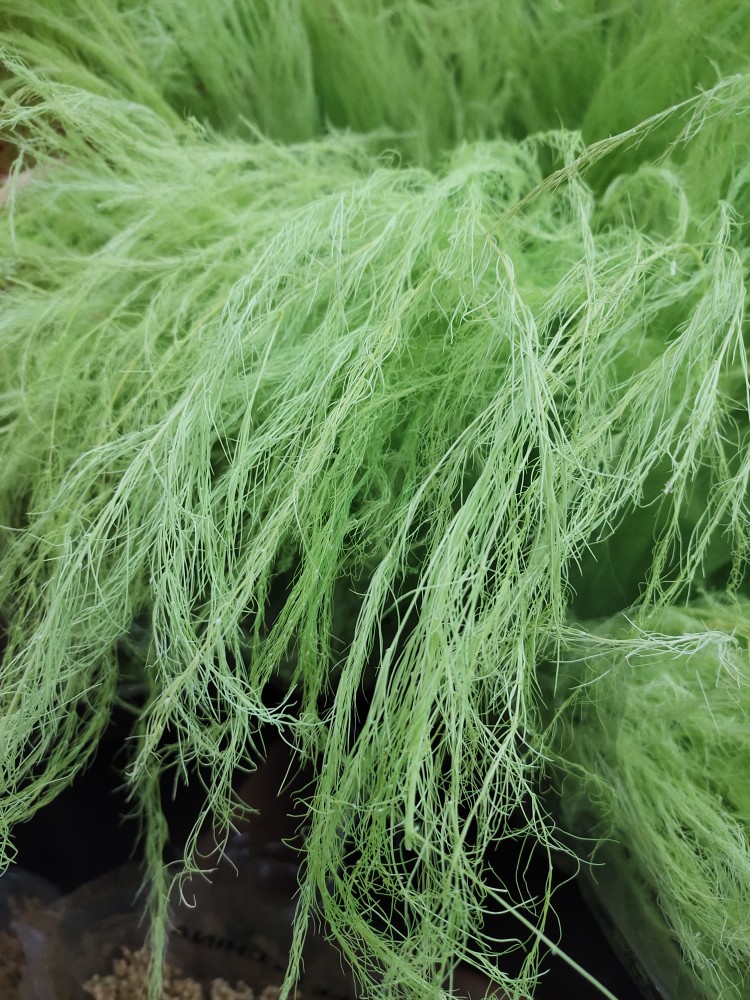 永生花龙须草芦荀草干花永生花高颜值仙气飘飘花艺造型花材昆明直