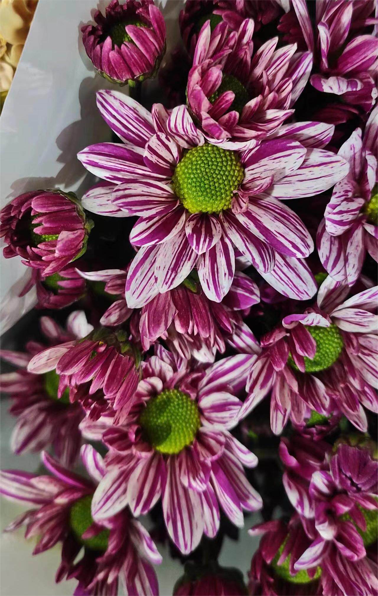 宁静小菊小雏菊鲜花水养插花懒人花束花期长家庭办公室插昆明直发