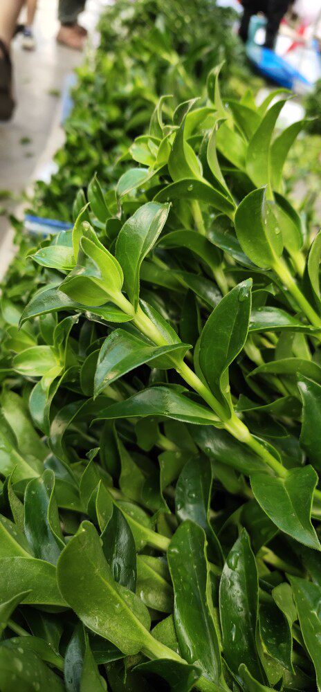 青梅叶鲜切水养插花花艺造型昆明直发