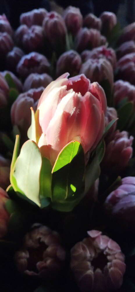 帝王花公主鲜切花水养插花花艺造型昆明直发