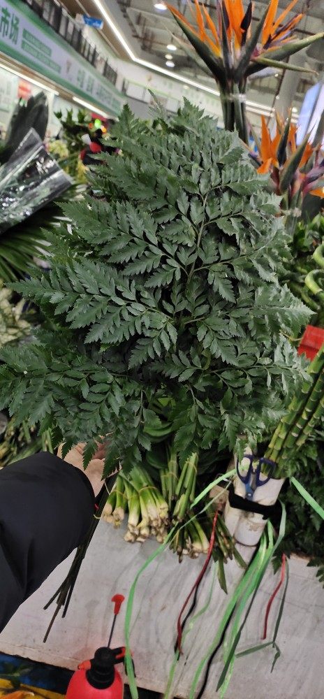 高山羊齿水养绿植10支一把昆明直发