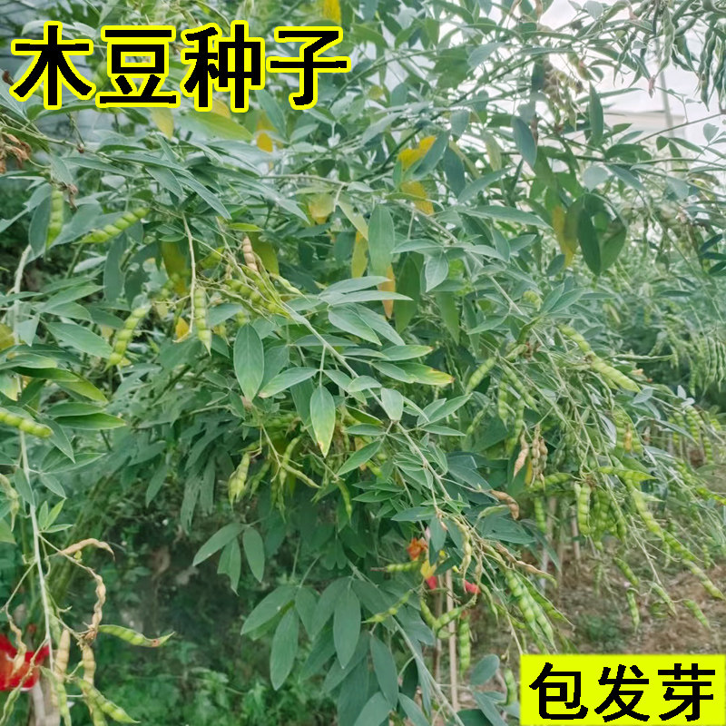 木豆种子多年生护坡固土灌木草籽耐盐耐碱工程绿化水土保持草种籽