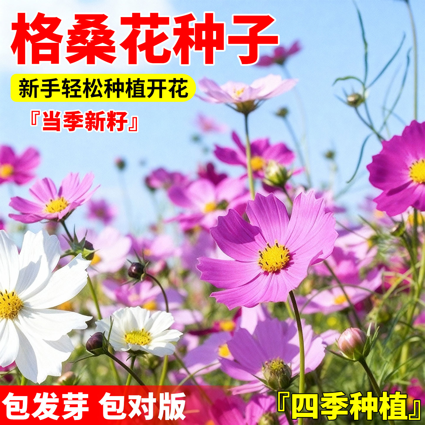 格桑花花种籽子多季播种开花波斯菊庭院花卉种子七彩野花组合花籽图片