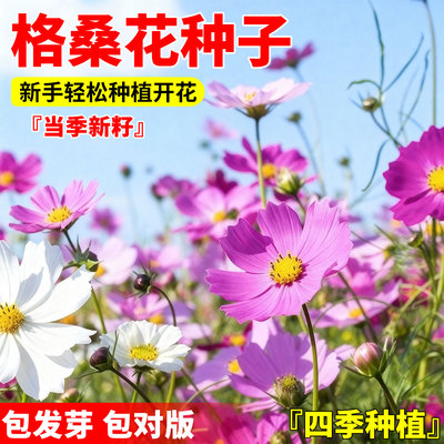 格桑花花种籽子多季播种开花波斯菊庭院花卉种子七彩野花组合花籽