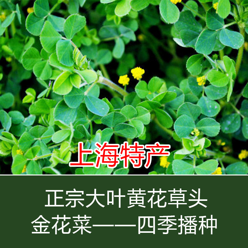 蔬菜种子四季播种上海特产金花菜大叶黄花草头苜蓿三叶草春播菜籽