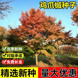 当年新采鸡爪槭种子红槭树枫叶鸡爪枫落叶小乔木园林绿化树种籽