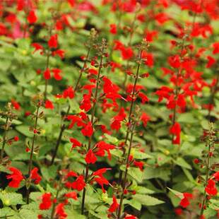 红花鼠尾草种子蓝萼墨西哥鼠尾草花种籽子多年生林下庭院阳台花籽