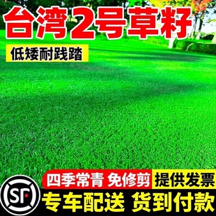 台湾2号草籽草坪种子结缕草矮生四季青种子台湾草草种台湾青草籽