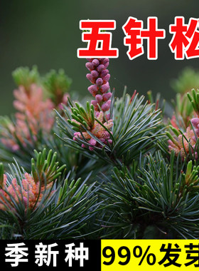 五针松树种子罗汉白皮马尾