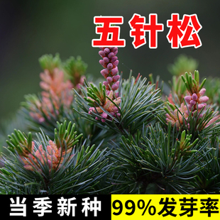 五针松树种子罗汉白皮马尾松印度大阪金钱松华山树籽种子