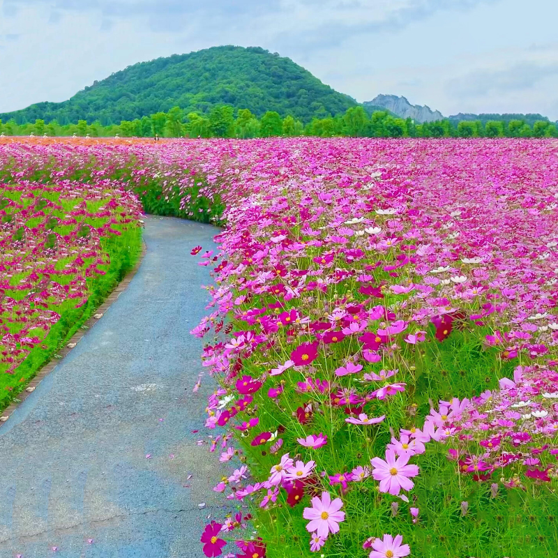 格桑花种子播种季节四季播种混色重瓣矮杆波斯菊花籽庭院秋季花种