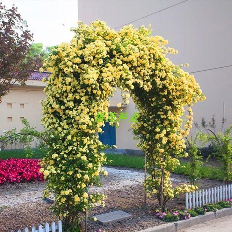 木香花种子 黄白红木香花苗种子浓香爬藤植物阳台四季攀援花卉图片