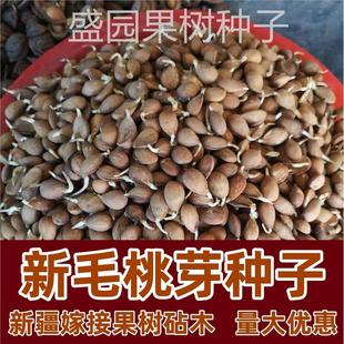 毛桃芽 种子 果树种子 桃仁 杜梨 杏树种子 嫁接砧木野生桃核