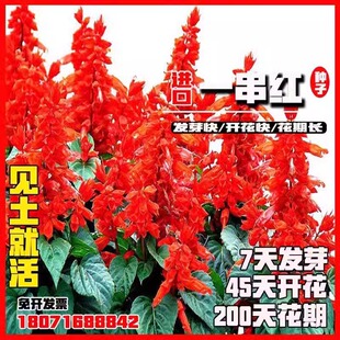 一串红种子四季播多年生耐寒阳台盆栽一串蓝花苗象牙红串串红花籽