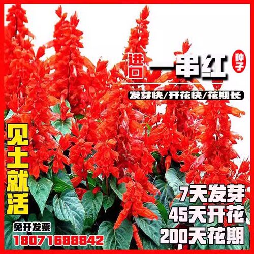一串红种子四季播多年生耐寒阳台盆栽一串蓝花苗象牙红串串红花籽